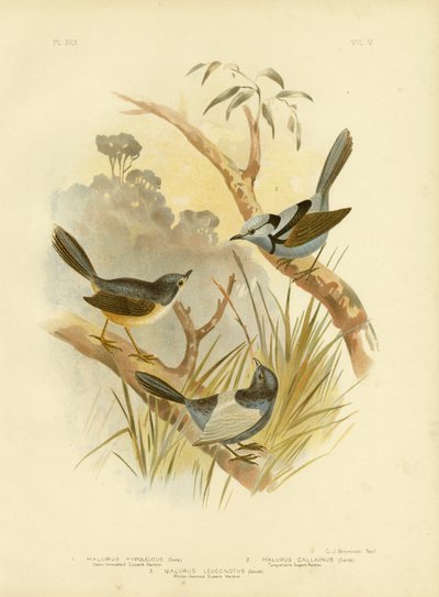 Fawn-Breasted Superb Warbler, 1891 by Gracius Broinowski